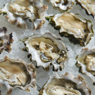 Sequim Bay Oysters