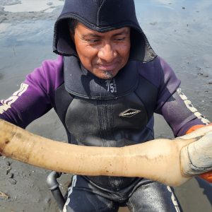 Geoduck Clams