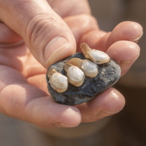 Geoduck Seed