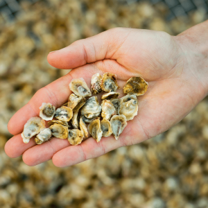 Oyster Seed
