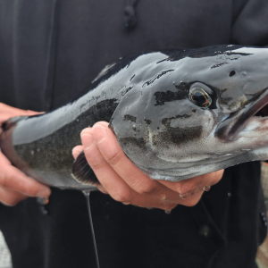 Fresh Sablefish
