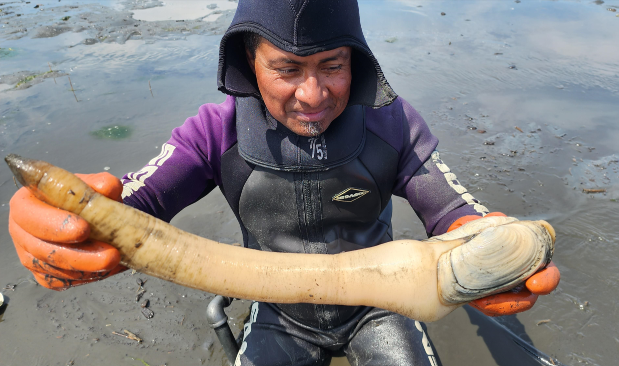 Geoduck Clams