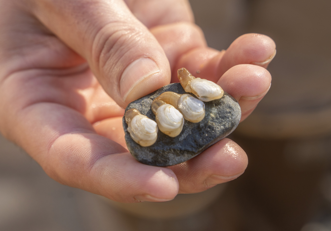 Geoduck Seed