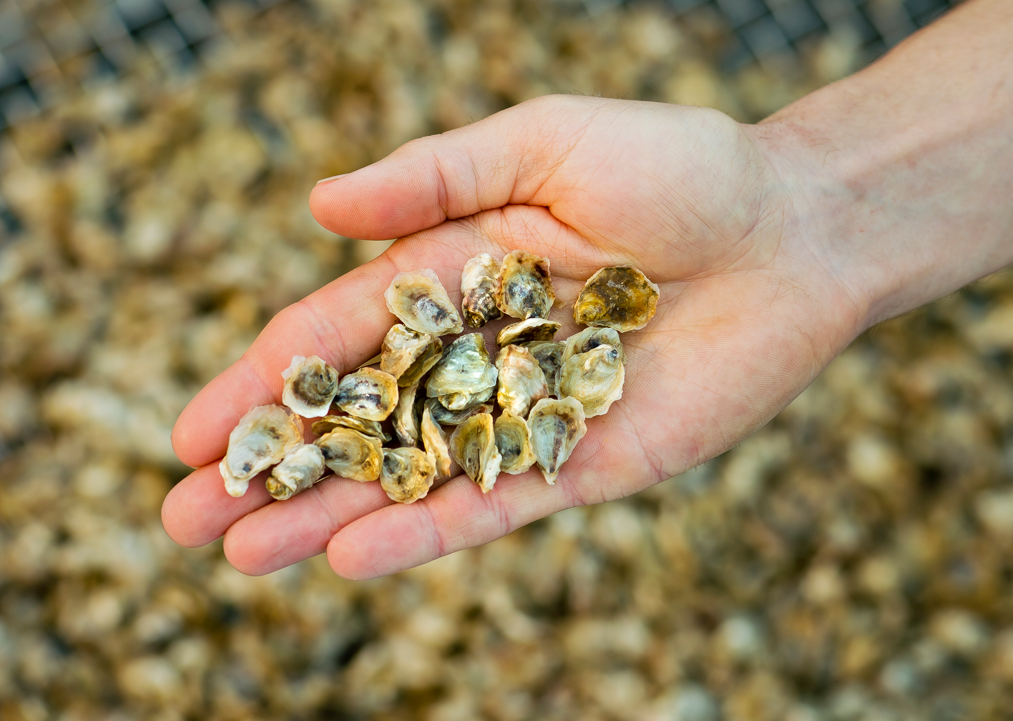 Oyster Seed