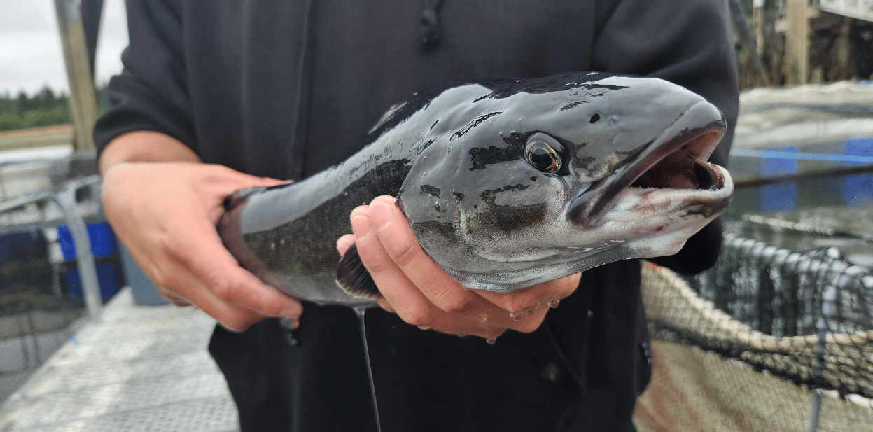 Fresh Sablefish