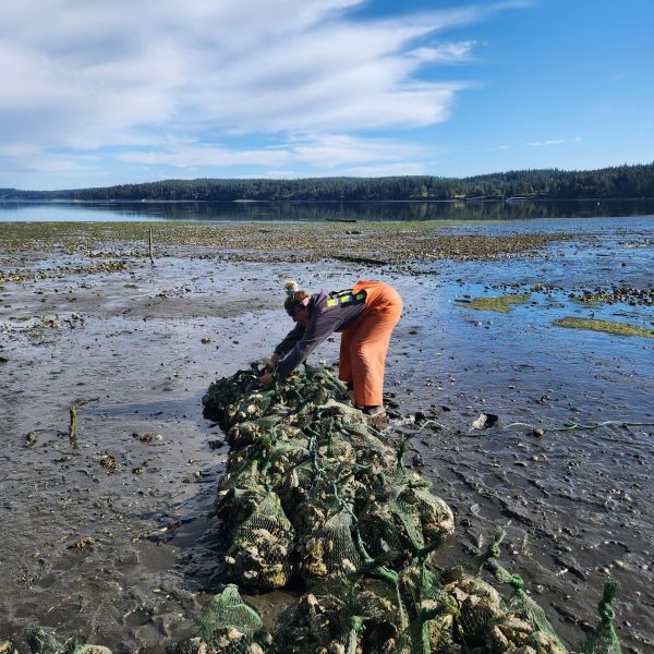Oyster bags